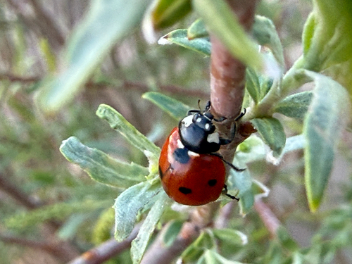 Seven-spotted Lady Beetle