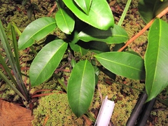 Ouratea nitida
