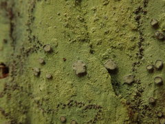 Lecanactis tibelliana