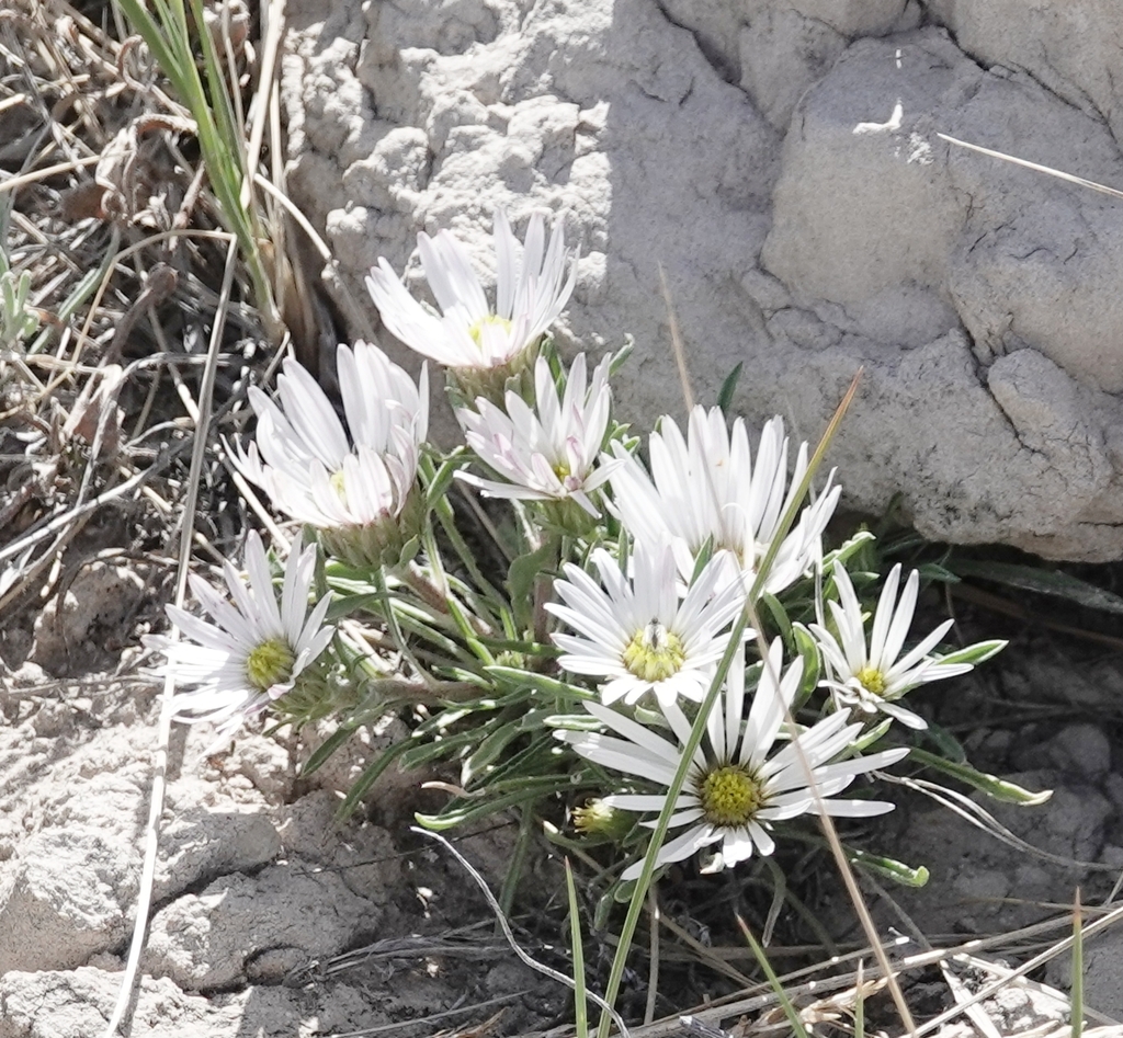 Townsendia grandiflora; photograph (c) Colin Croft, some rights reserved (CC BY)