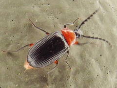 Chromatia amoena