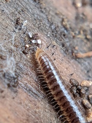 Ophyiulus pilosus