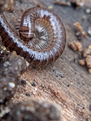 Ophyiulus pilosus