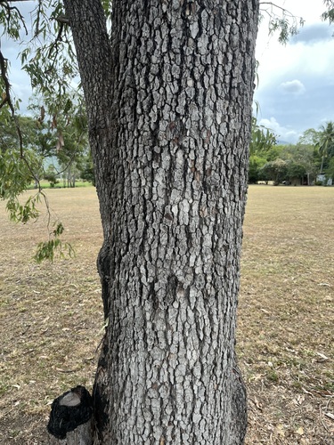 Clarkson's bloodwood