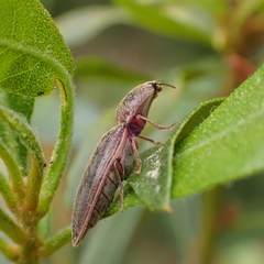 Gambrinus griseus