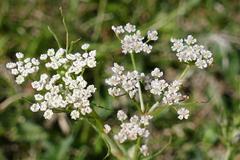 Carum carvi