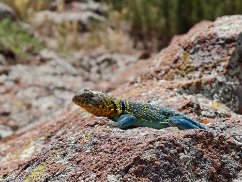 Eastern Collared Lizard