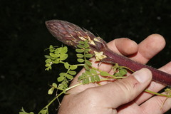 Orobanche crenata
