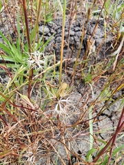 Microseris douglasii
