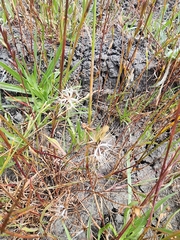 (c) Rupert Clayton, some rights reserved (CC BY) Microseris douglasii, photograph (c) Rupert Clayton, some rights reserved (CC BY)