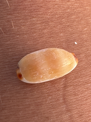 Cypraea isabella observed 2026-05-25