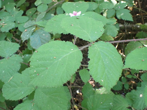 Rubus vestitus, photograph 2