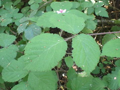 (c) giantcicada, some rights reserved (CC BY) Rubus vestitus, photograph (c) giantcicada, some rights reserved (CC BY)