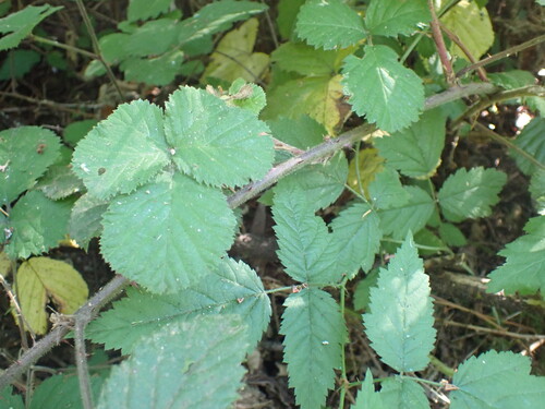 Rubus vestitus, photograph 3