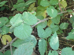 (c) giantcicada, some rights reserved (CC BY) Rubus vestitus, photograph (c) giantcicada, some rights reserved (CC BY)