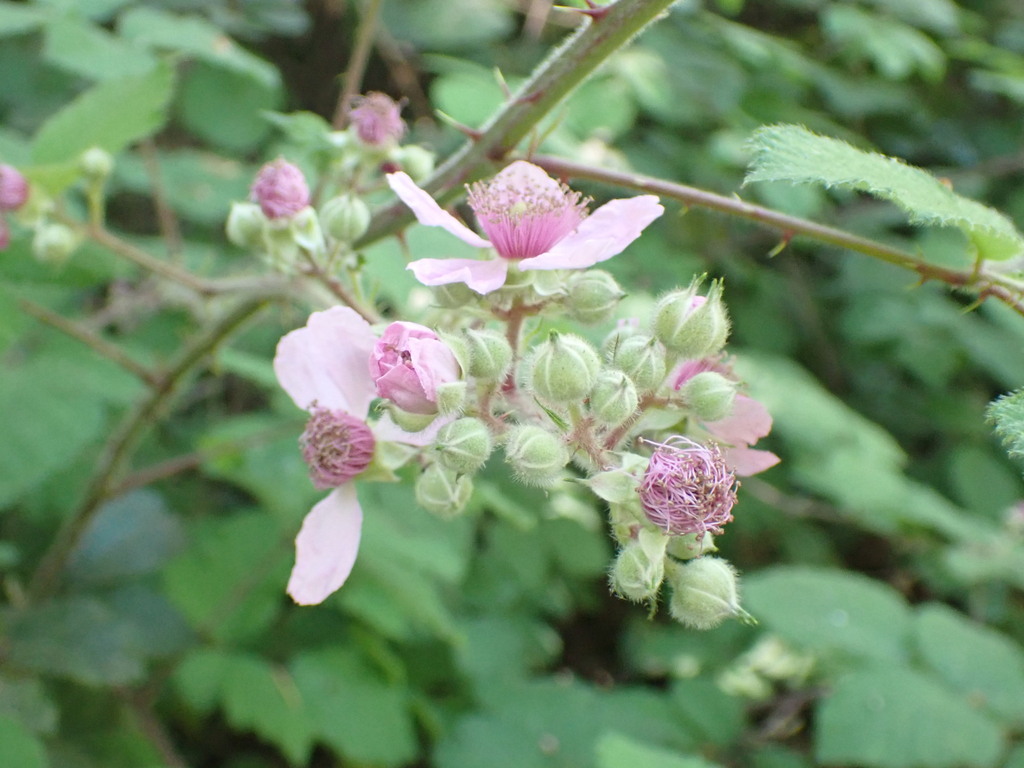 Rubus vestitus; photograph (c) giantcicada, some rights reserved (CC BY)