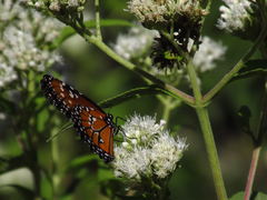 Danaus gilippus