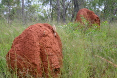 Podaxis beringamensis