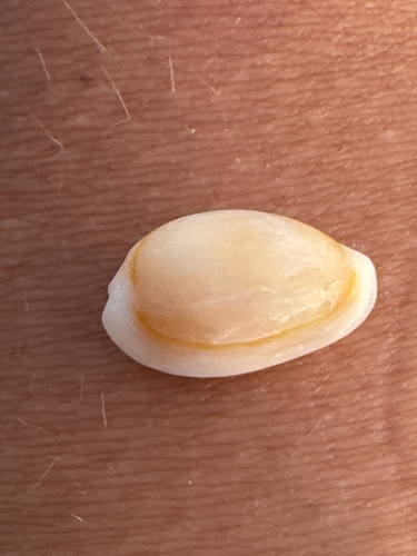 Monetaria moneta observed 2026-05-25