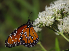 Danaus gilippus
