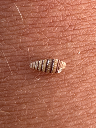 Mastonia cingulifera observed 2026-05-25