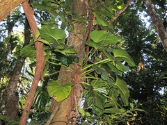 Philodendron fragrantissimum
