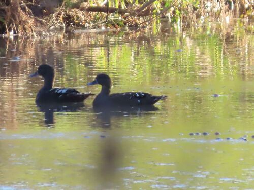 African Black Duck (Anas sparsa), photo 5