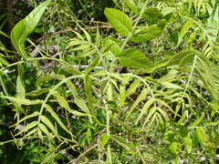 Juglans microcarpa