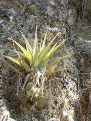 Tillandsia parryi