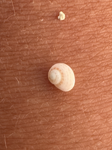Collonista, 2026-05-25