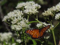 Danaus gilippus