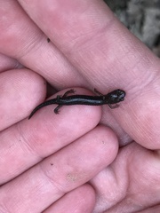 Plethodontinae