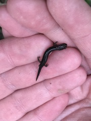 Plethodontinae