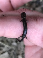 Plethodontinae