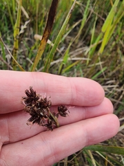 Juncus phaeocephalus, photograph (c) Rupert Clayton, some rights reserved (CC BY)