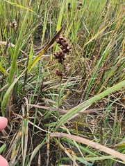 Juncus phaeocephalus, photograph (c) Rupert Clayton, some rights reserved (CC BY)