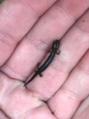 Plethodontinae