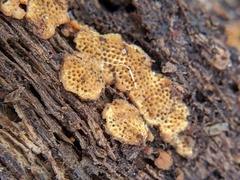 Fungi