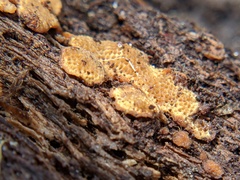 Fungi