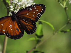 Danaus gilippus