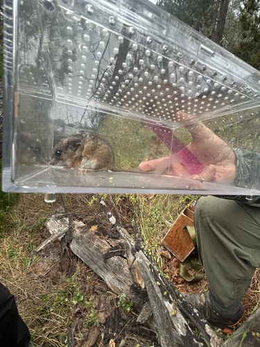 iNaturalist observation photo of California Mouse