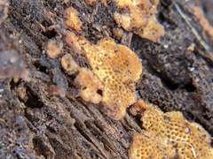 Fungi