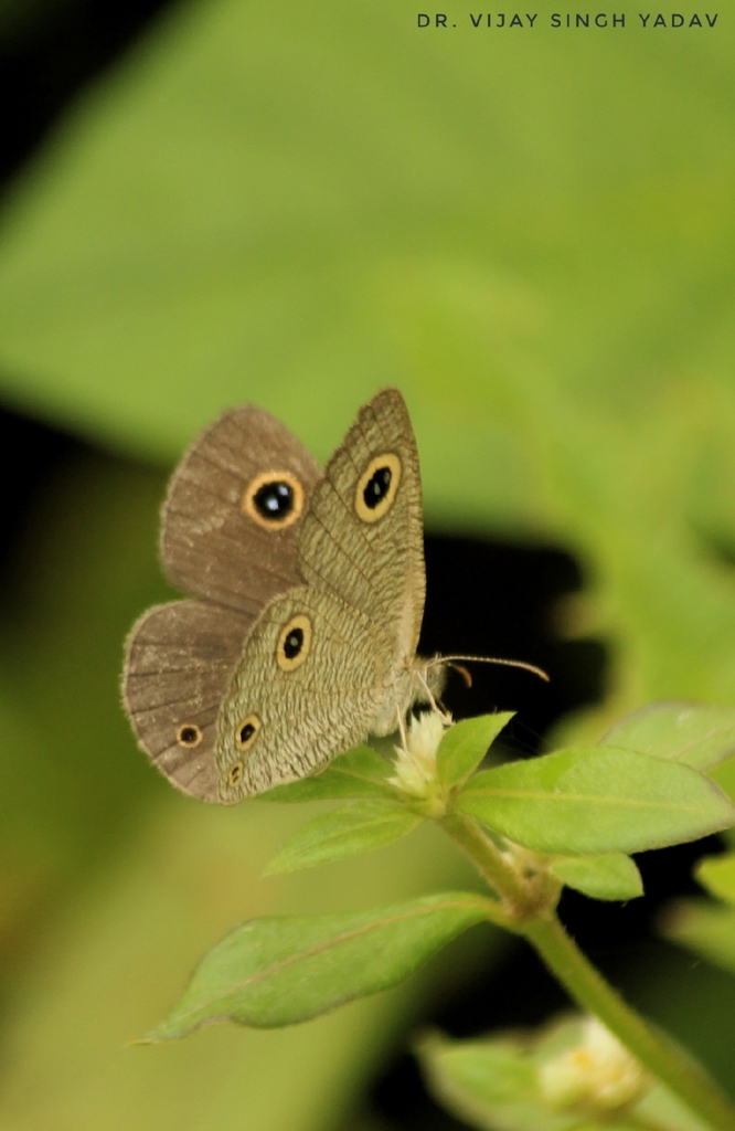 Lesser Three-ring