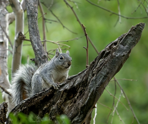 Arizona Gray Squirrel observed by jakeaz25