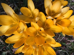Crocus chrysanthus