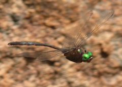 Somatochlora linearis