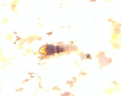 Mioptachys flavicauda