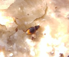 Mioptachys flavicauda