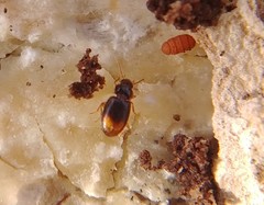 Mioptachys flavicauda