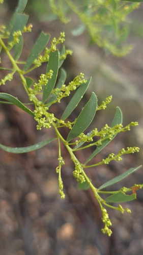 Acacia lunata, 2026-05-25